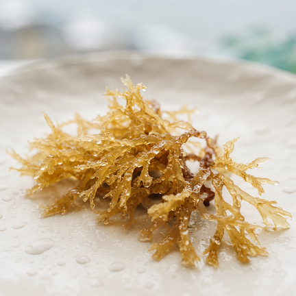 Sea Moss